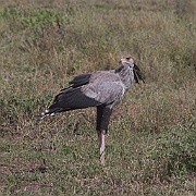 Secretary bird (sagittarius serpentarius), Serengeti